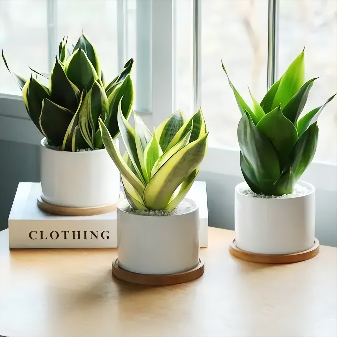 招财纳福多肉盆栽,家里养什么盆栽纳福