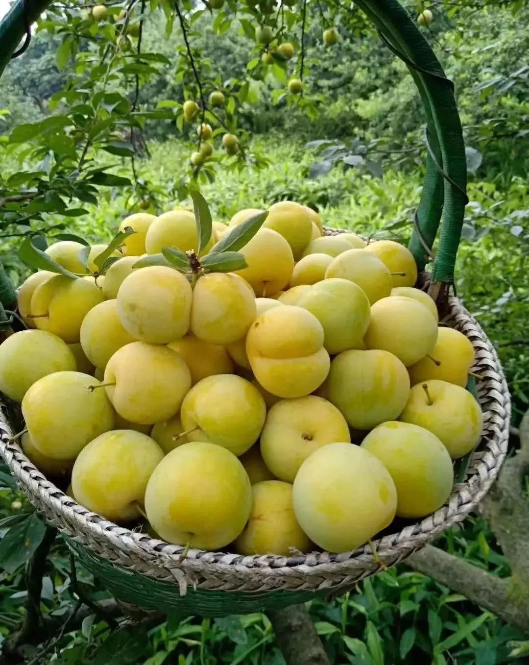 四川大山里有啥名贵药材,四川农村的十大特产