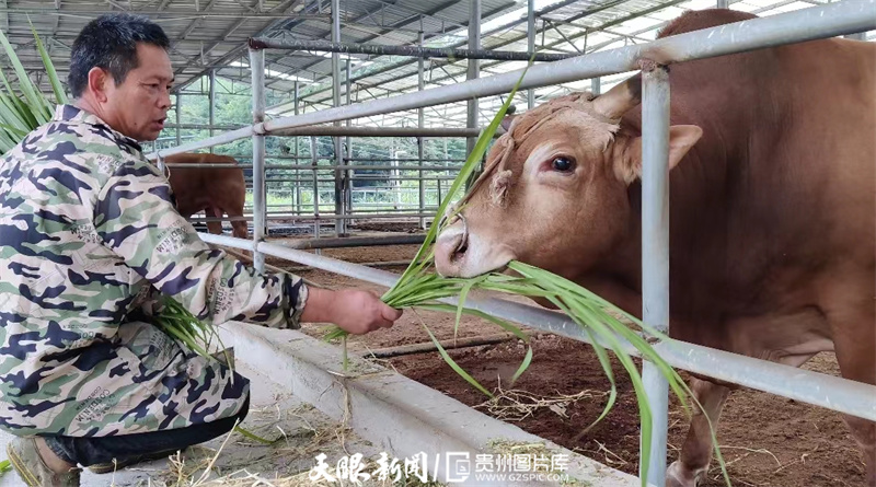 黄牛牛肉贵州,关岭黄牛有机牛肉