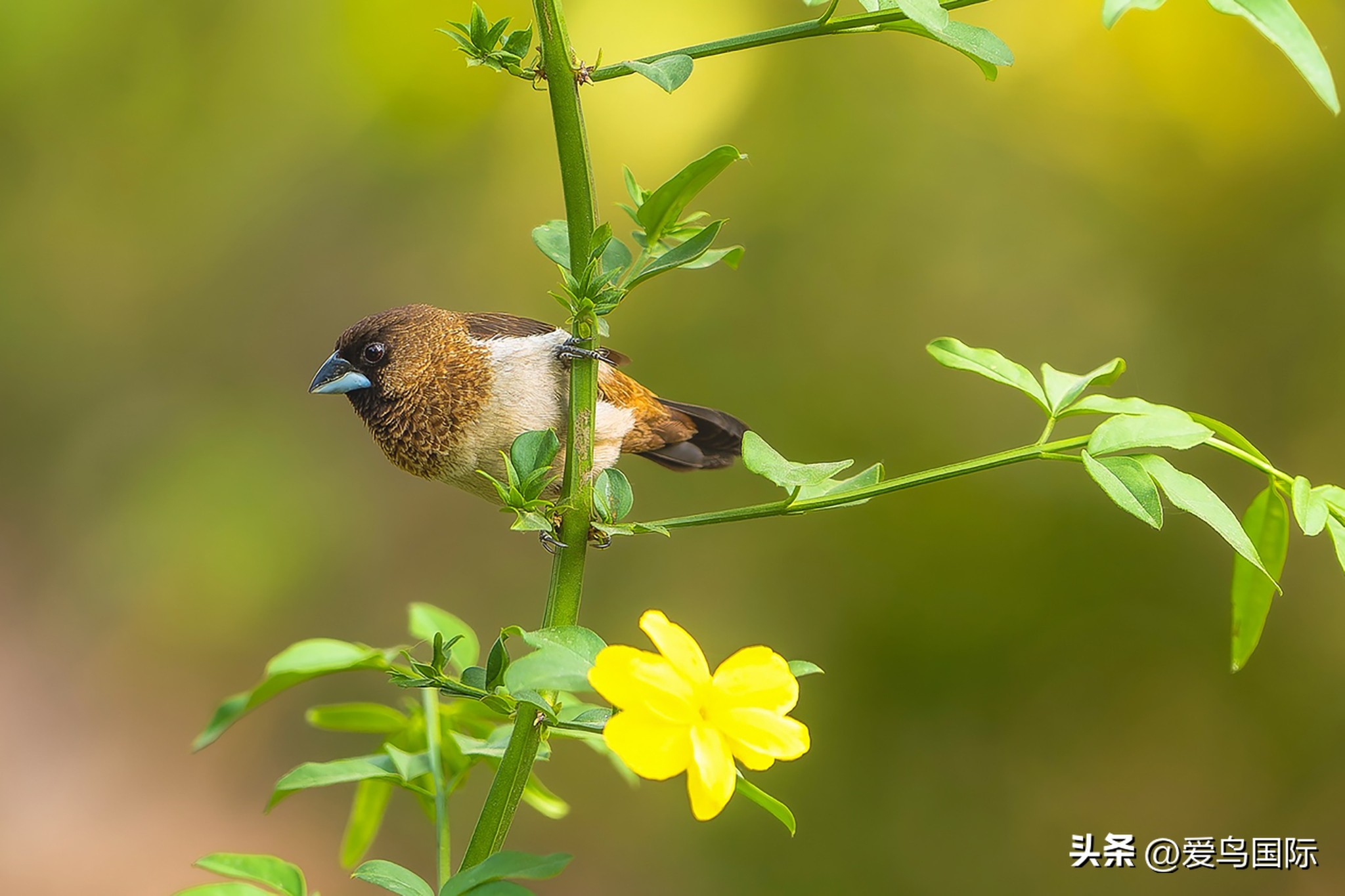 富士xh2s必备镜头,富士x-h2s配人像镜头