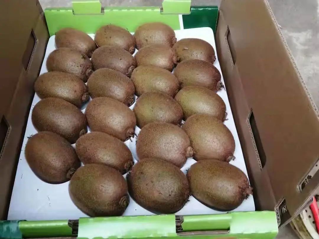 五峰：【乡村振兴】“猕”生情缘，家门口的致富经！