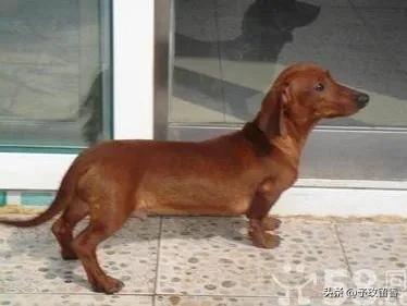 宠物狗应该怎么养详细介绍科普,宠物狗喂养及训练方法有哪些