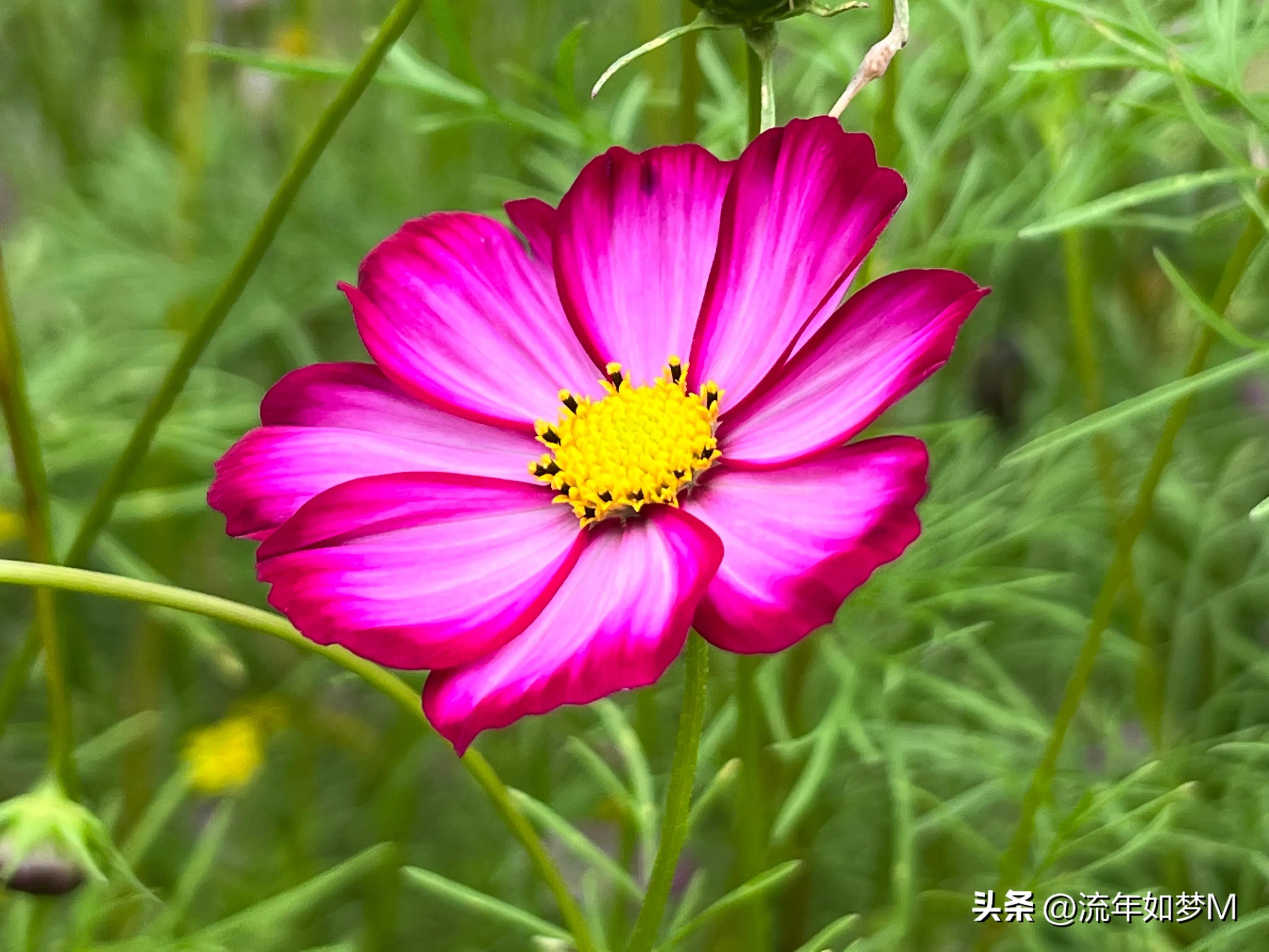 “桐歌一曲”带给我的喜欢和感动