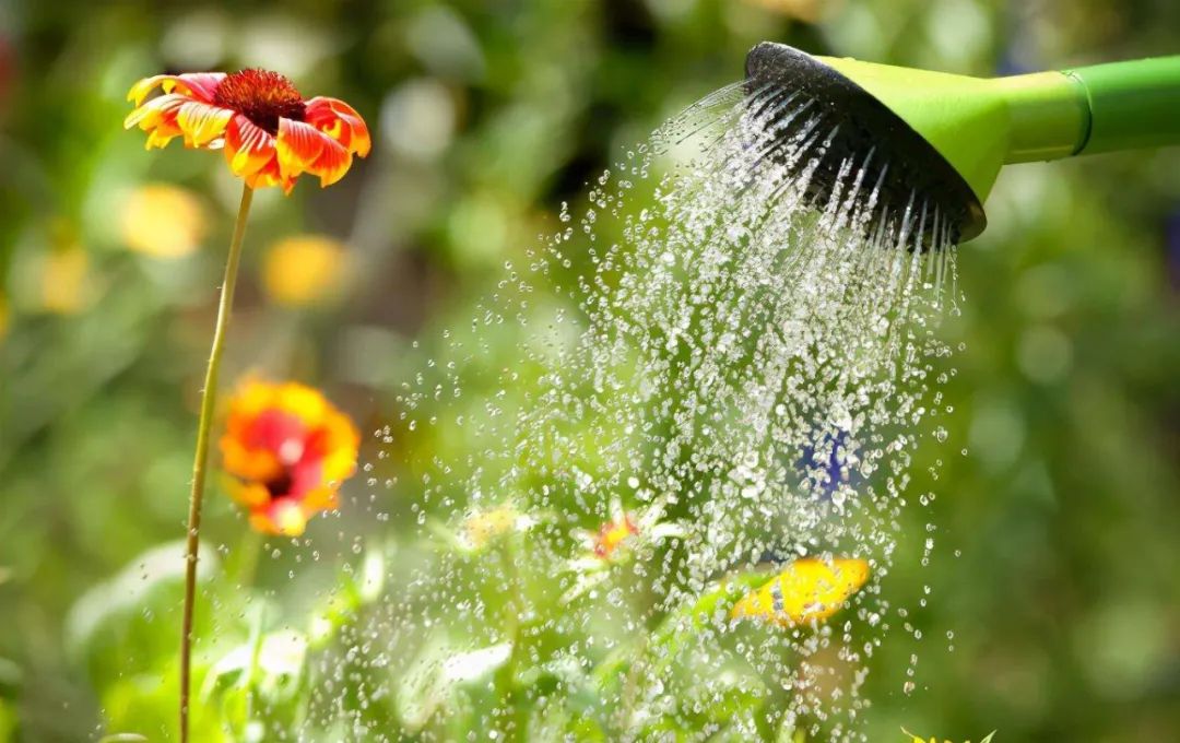 浇水的正确方法和技巧视频,浇水的技巧绝对是个重要的环节
