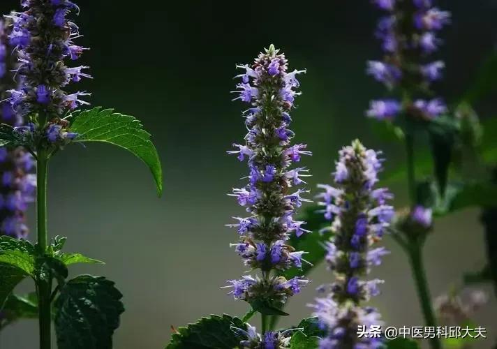 清三焦湿热健脾,一个滋阴又祛湿的方子