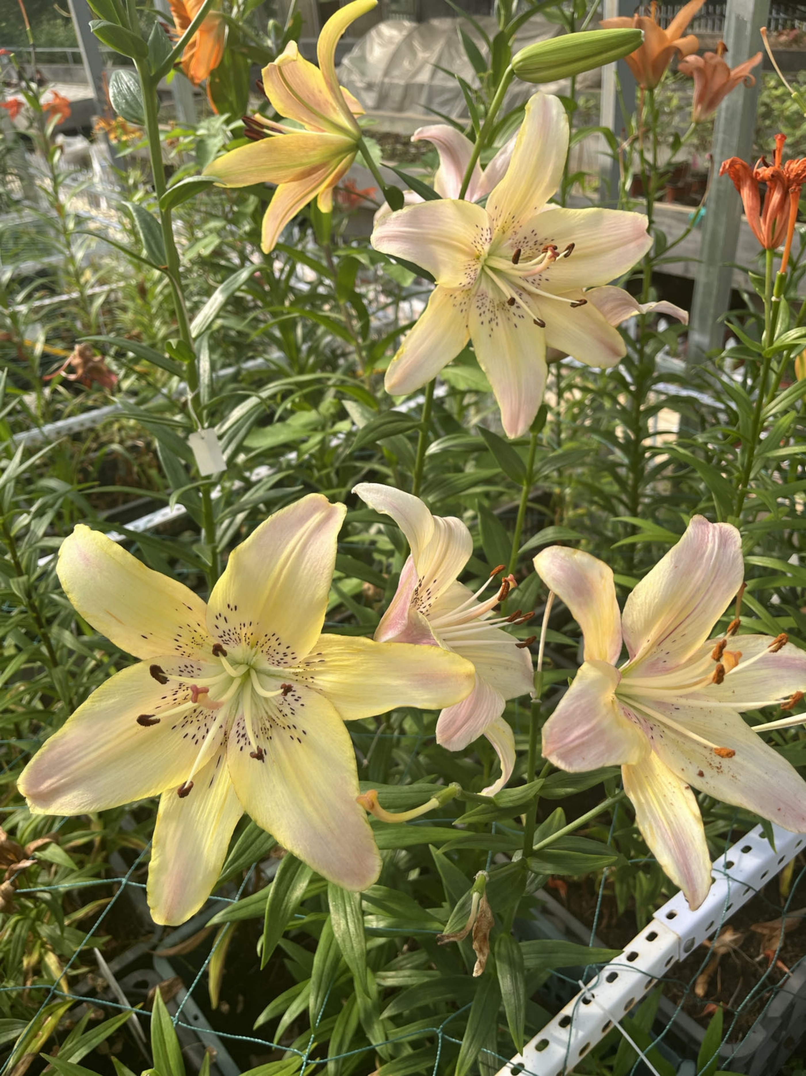 江西农大:缤纷百合花激情绽放国际登录品种各展娇姿