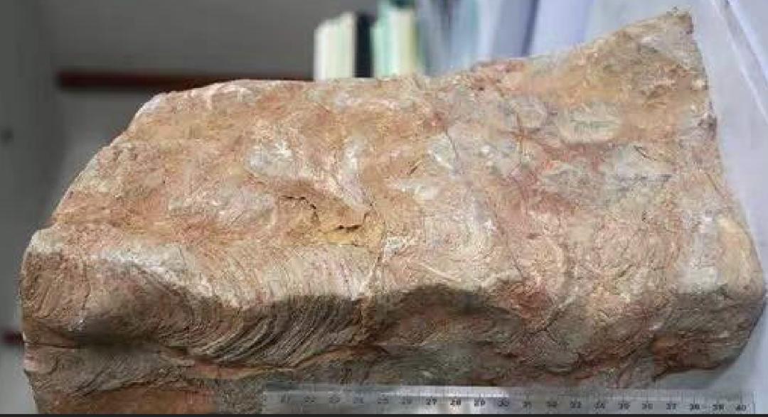 你车里的油和它们有关！探秘石化版“三星堆”宝藏