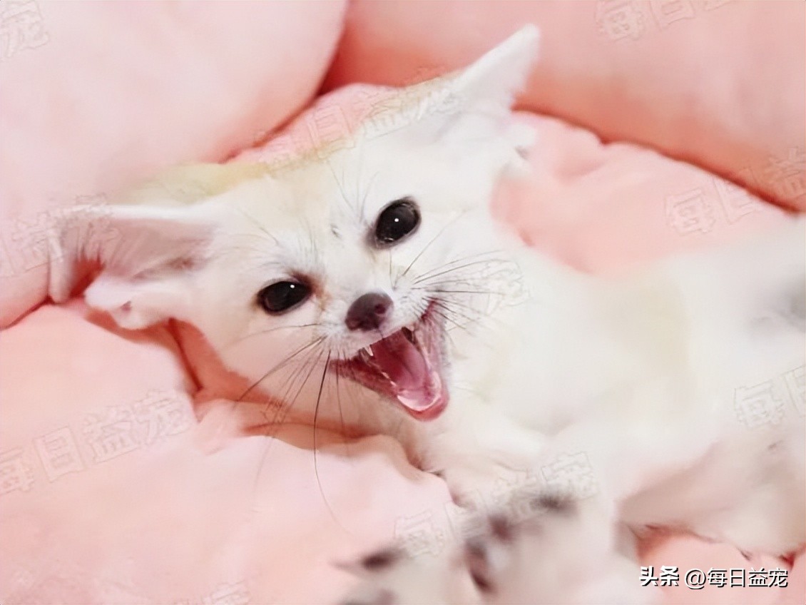 花500块在网上买的猫,6000元的纯种布偶猫