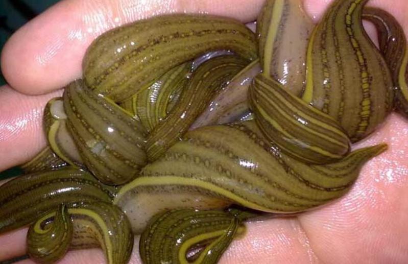 戴笠发明对女特务的刑罚,戴笠发明“泡澡酷刑”