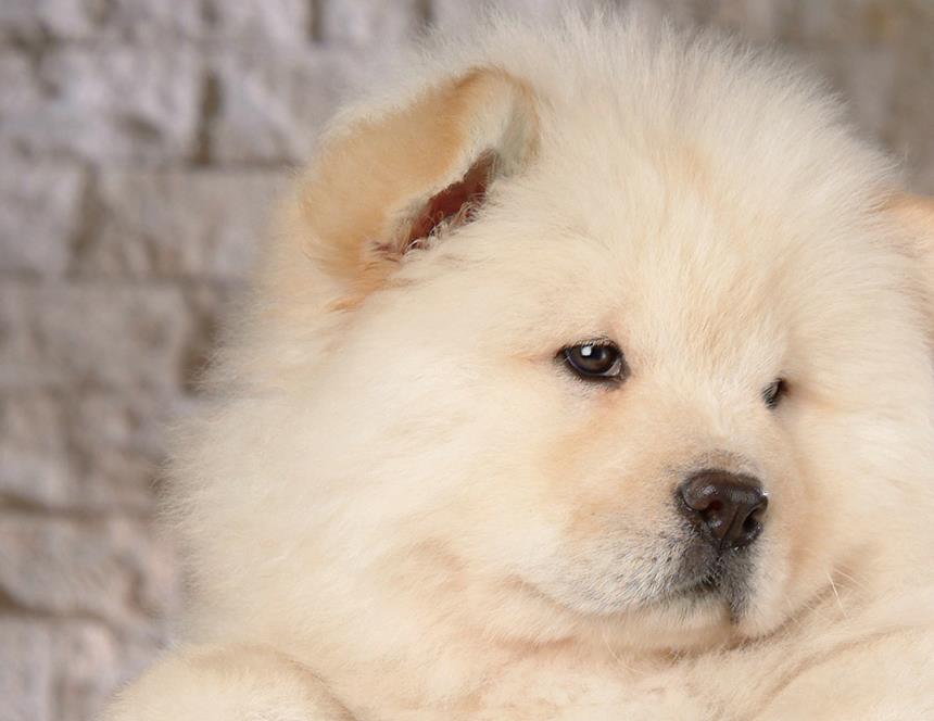 松狮犬的正确养法,松狮如何培养生活习惯