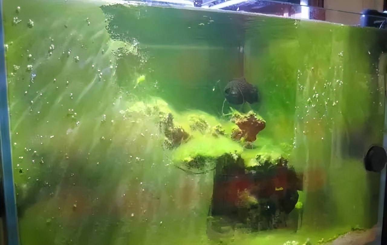 草缸叶子上的丝藻,草缸蓝丝藻