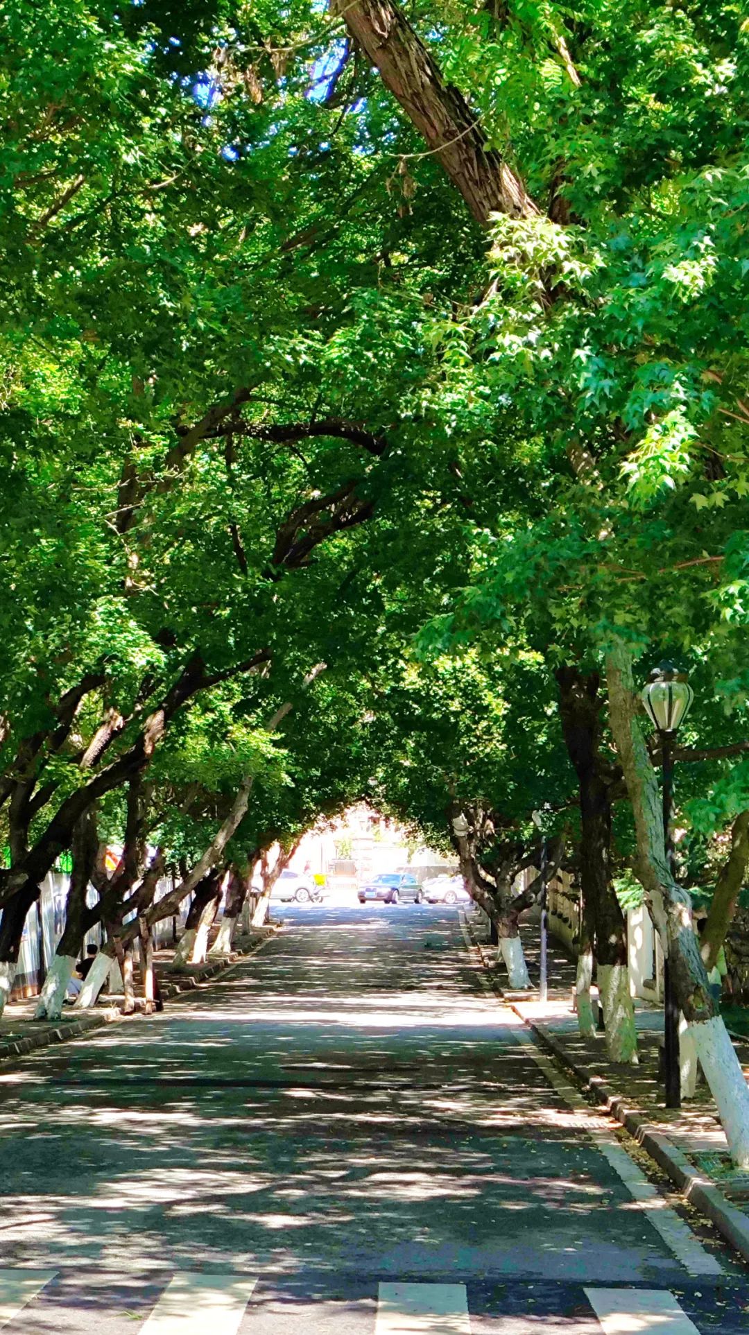 青岛绝美的一条路,青岛都是树的风景路