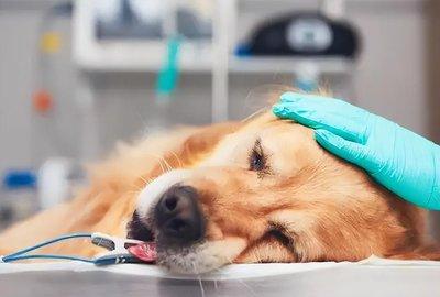 狗狗胰腺炎怎么治疗最好的方法,胰腺炎的症状胰腺炎的治疗和预防