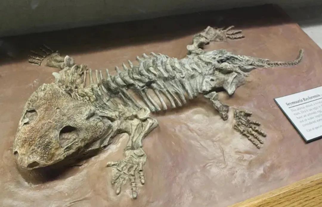 人类历史上的三大巨人,史前世界第一只巨人动物