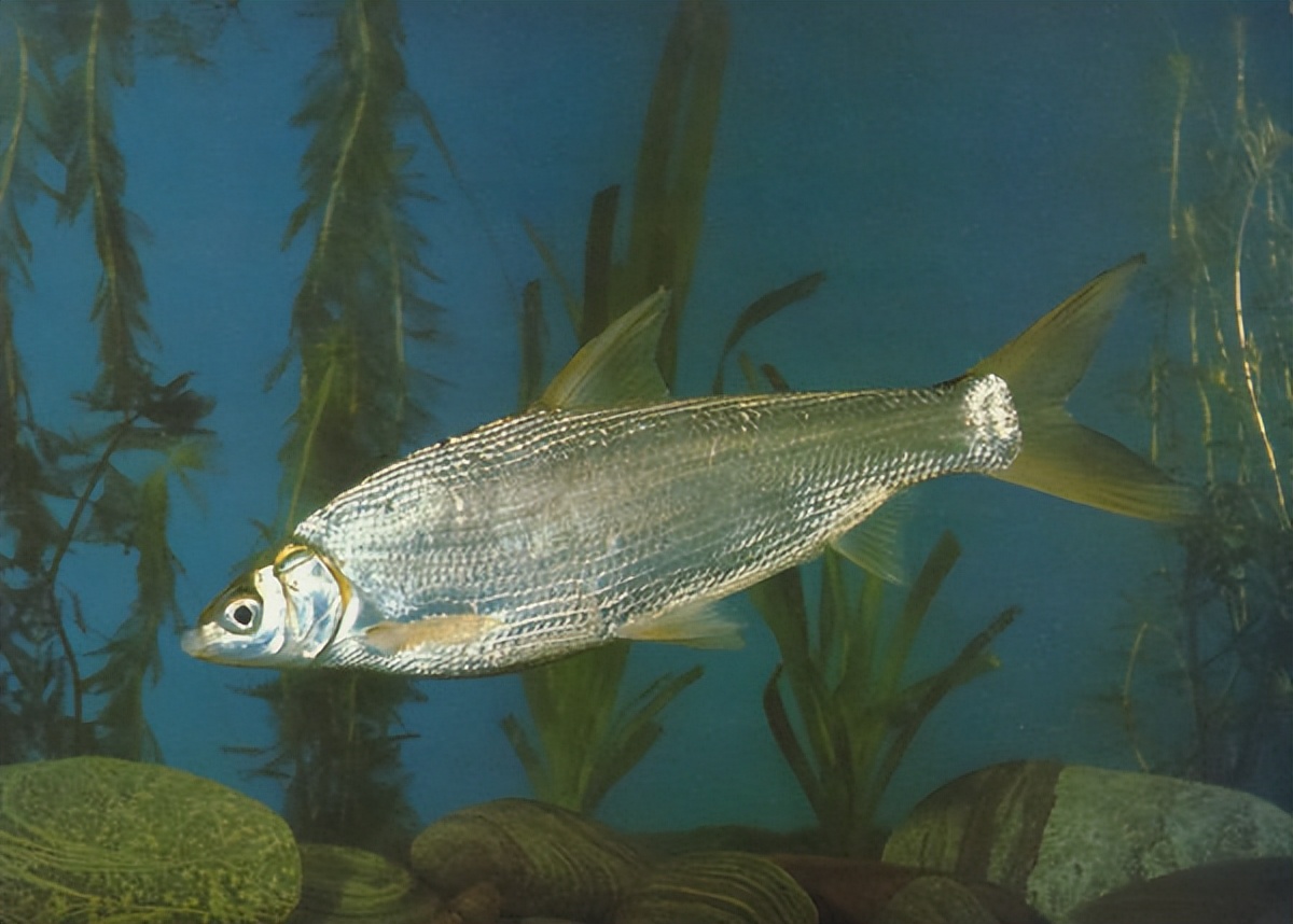 让钓友头疼的4种小杂鱼,让钓鱼人最讨厌的十种小杂鱼