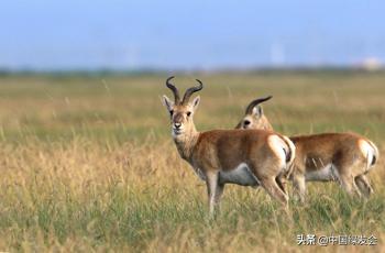 赵久莲：青海湖畔的中华对角羚