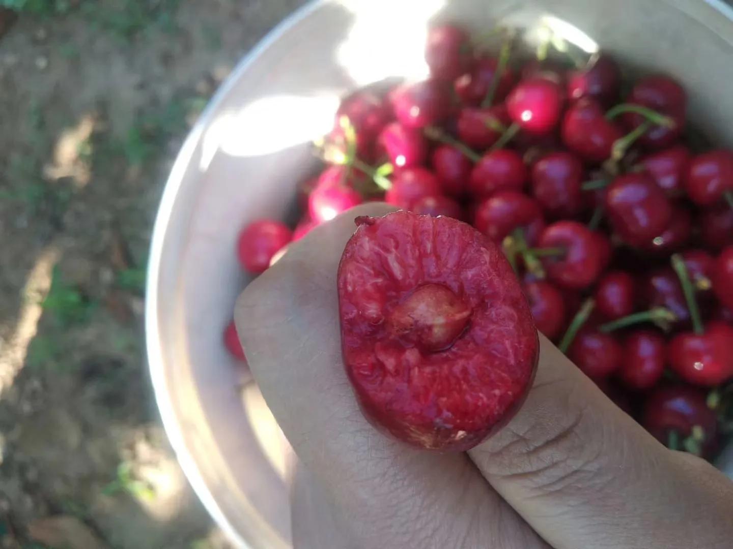 国内大樱桃现在都是哪里产的,中国三十多年前的樱桃