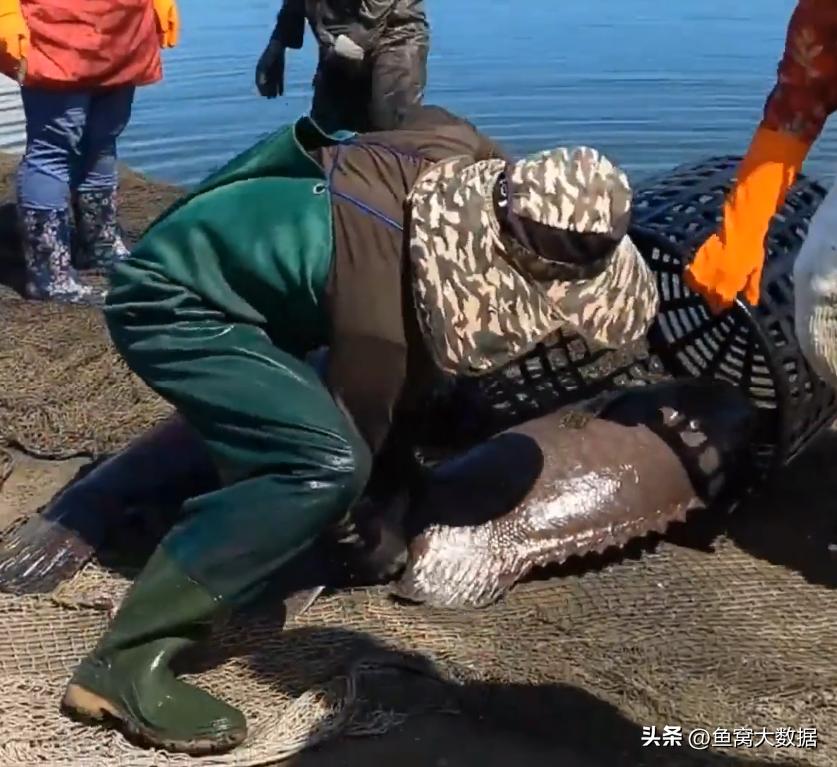 广东渔民钓200多斤石斑鱼,广东渔民捕获280斤石斑鱼