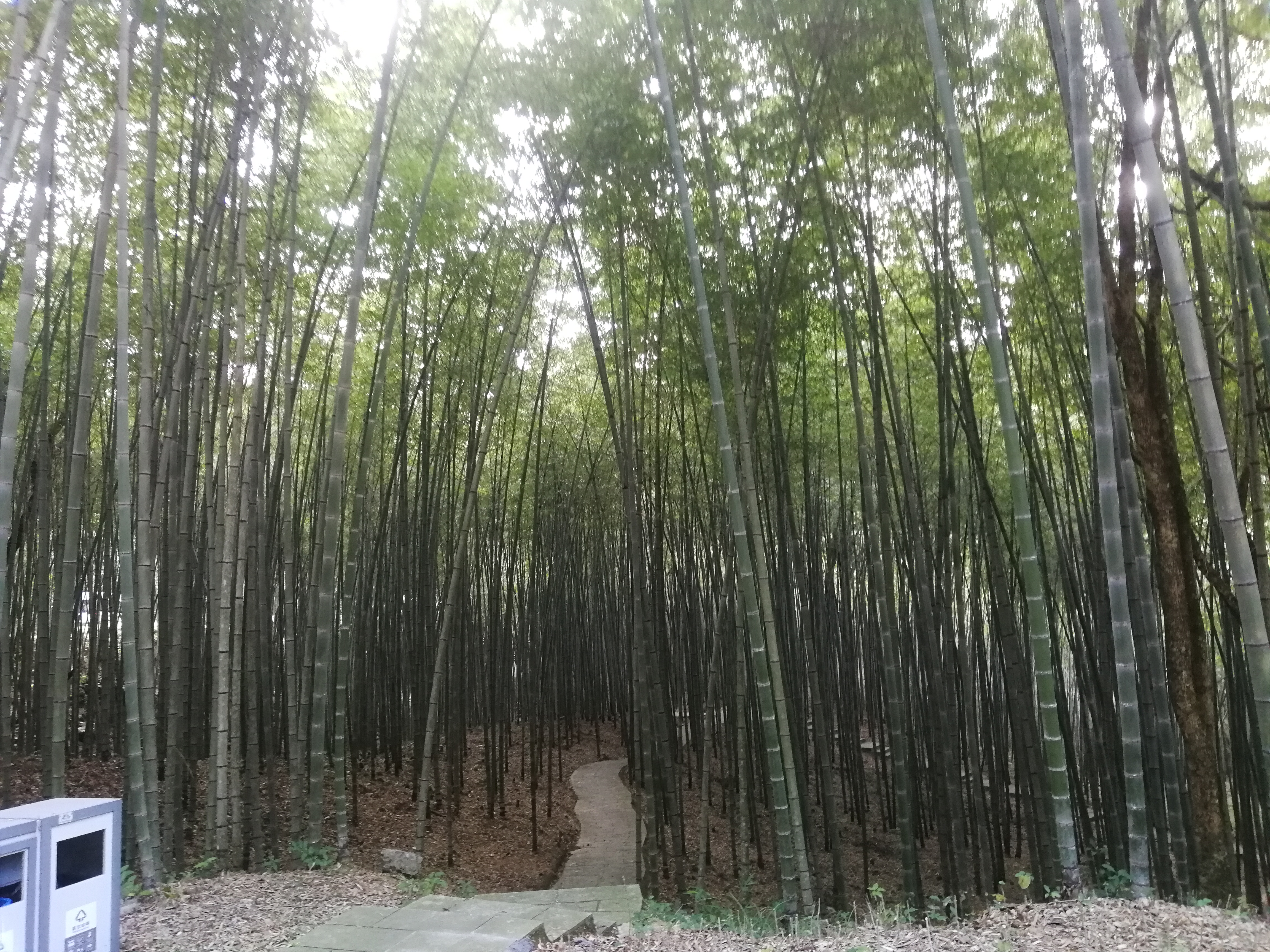 石门森林公园樱花谷交通线路,从化石门公园枫叶