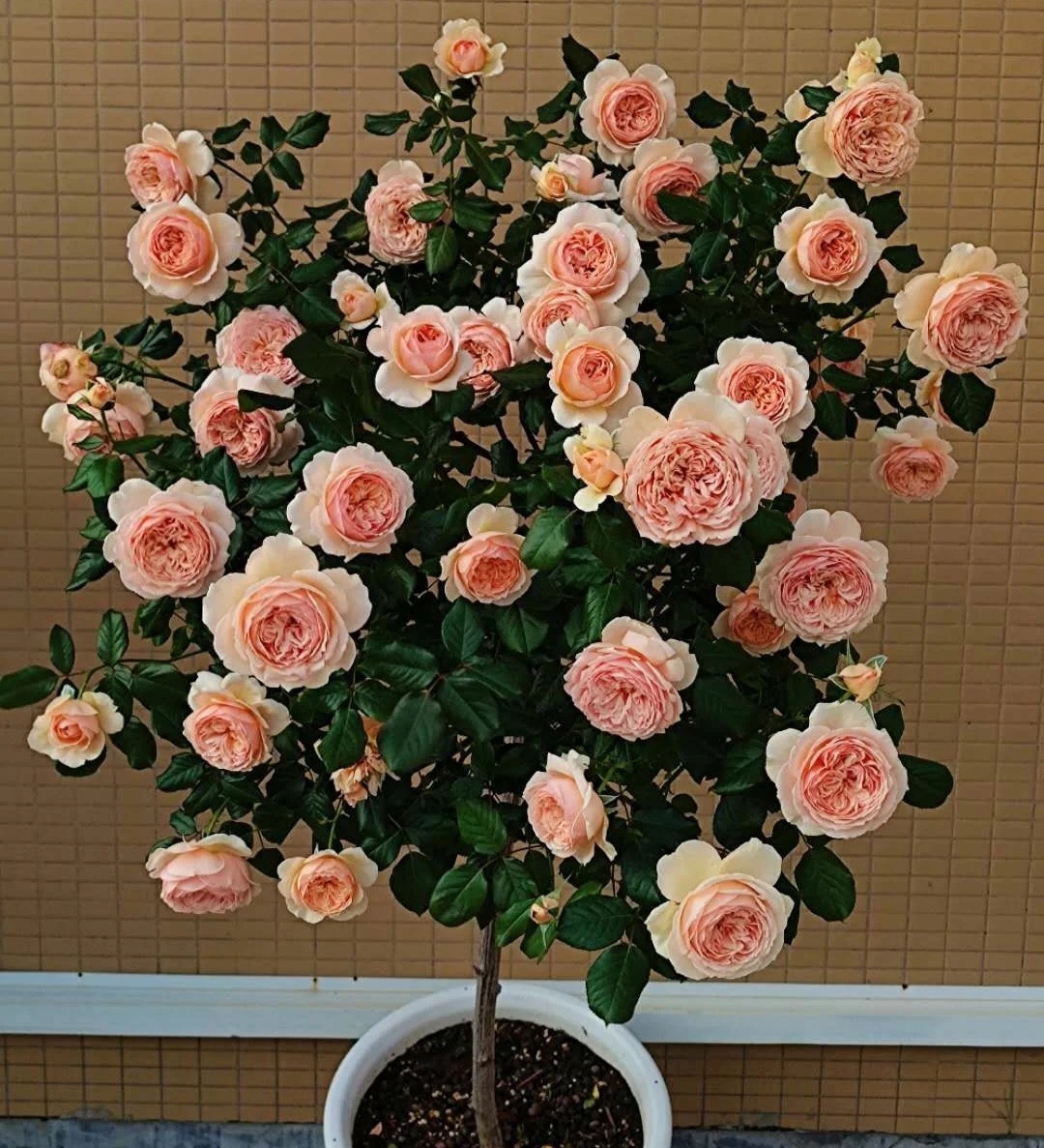 月季花有哪些品种是最好的,月季花有两万多个品种视频