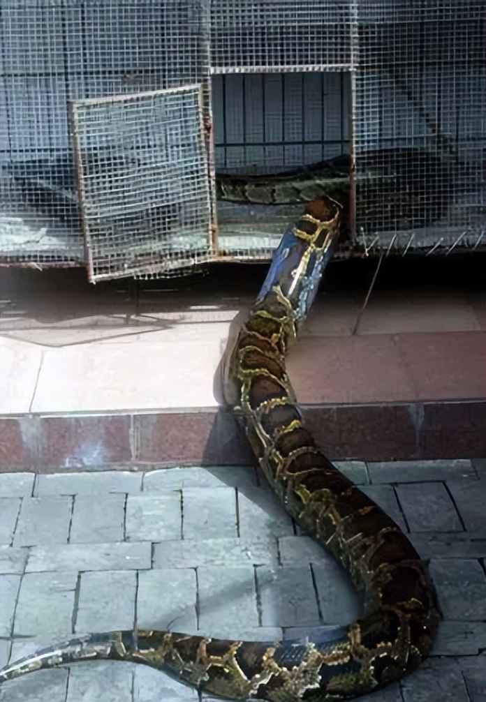 海南报恩巨蟒现况,巨蟒为报恩守护十几年
