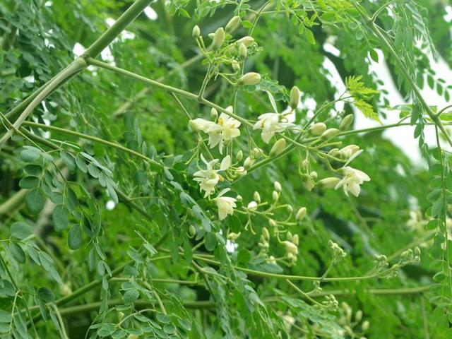 大自然中树有哪些秘密呢,神奇的大自然神奇的树