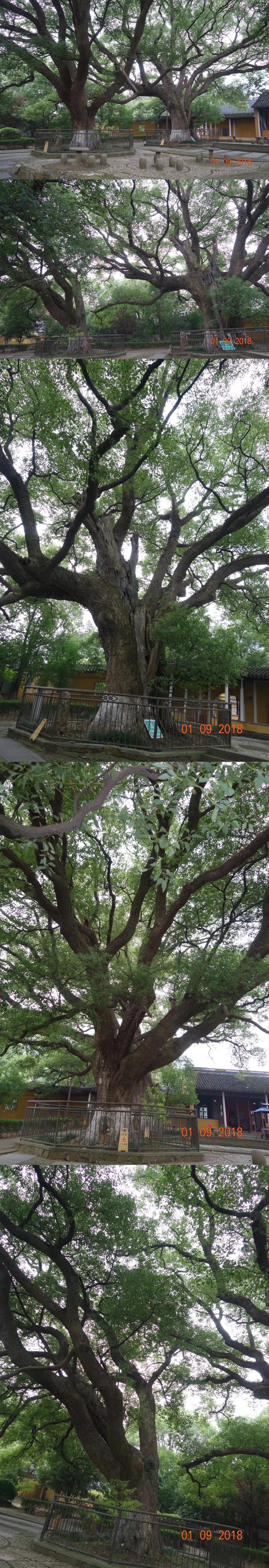 苏州虎丘之行,苏州西山风景区免费攻略