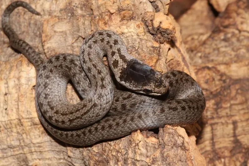 「原来欧洲有这么多种蛇？！」偷师卡塞尔的豢龙大师·下