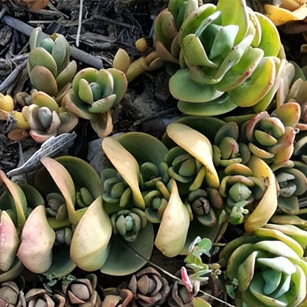 102个大类近500个多肉植物图片，都极其美丽，建议在家中也养一盆