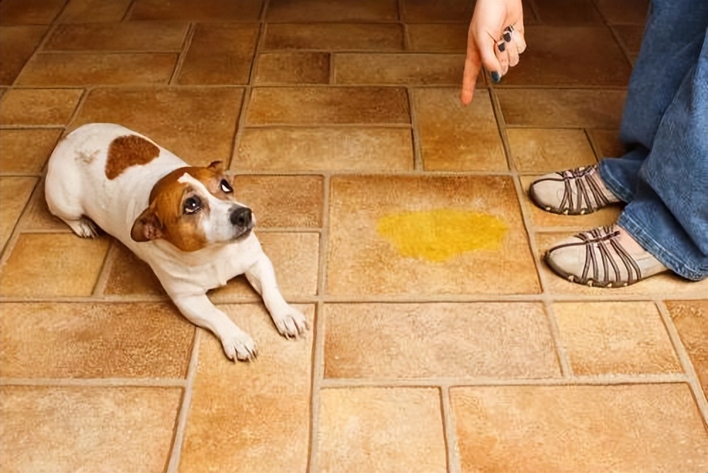 狗狗回家过了7天是不是安全了,为什么狗狗带回家七天不要出门