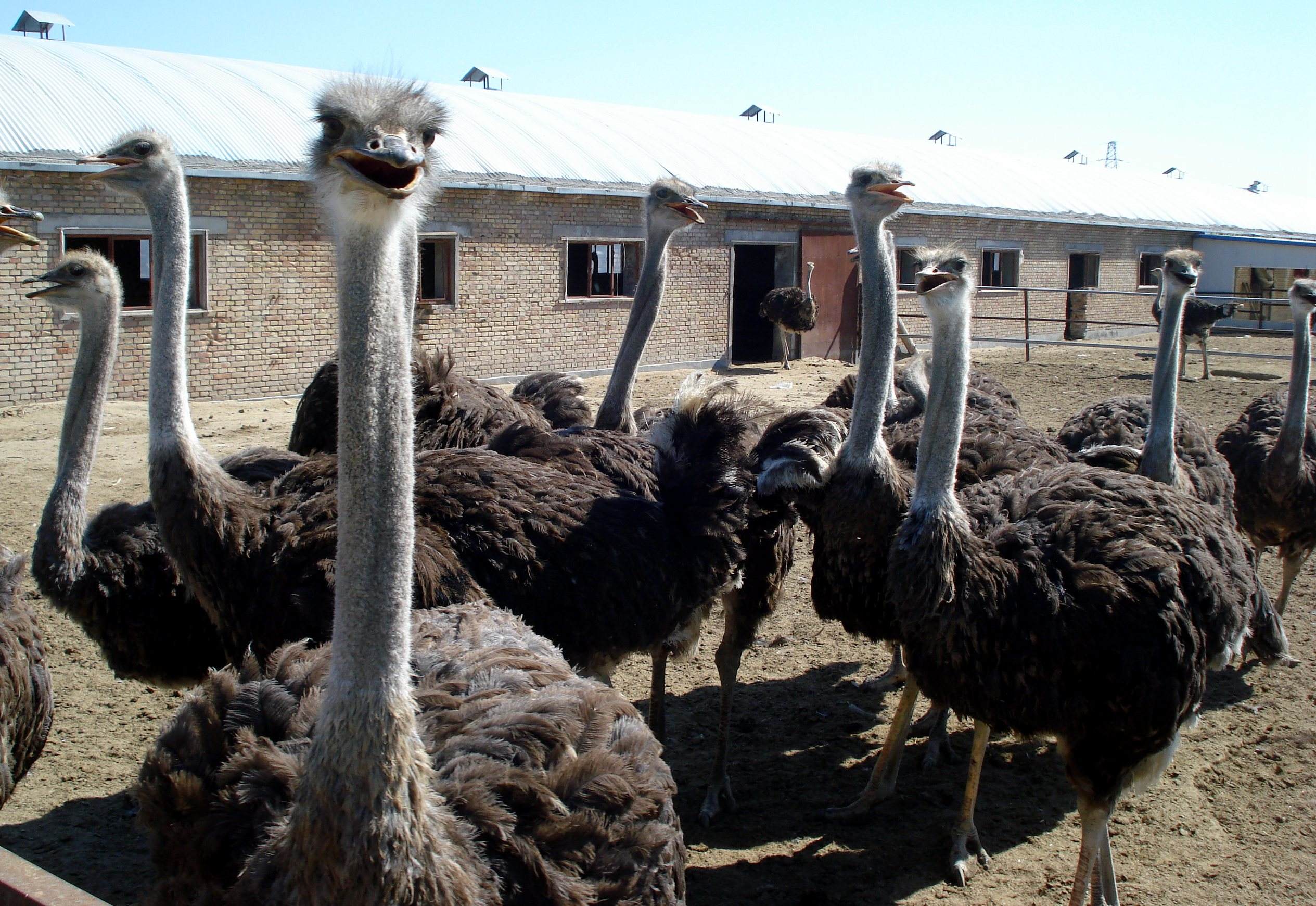 冷门养殖收益排行榜前十,冷门养殖利润排名