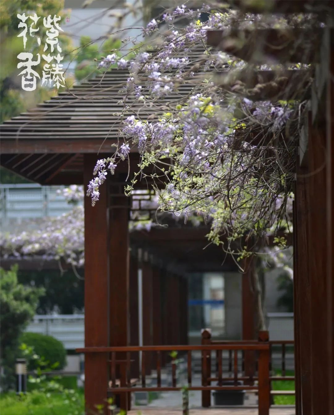 又获大奖！不愧是南京南大门最强初中