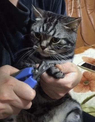 美短猫有哪些品种和优缺点,美短猫最好看能好看到什么程度