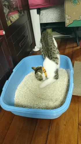 猫咪有这些行为证明你养猫,新手养猫解读猫咪8种迷惑行为