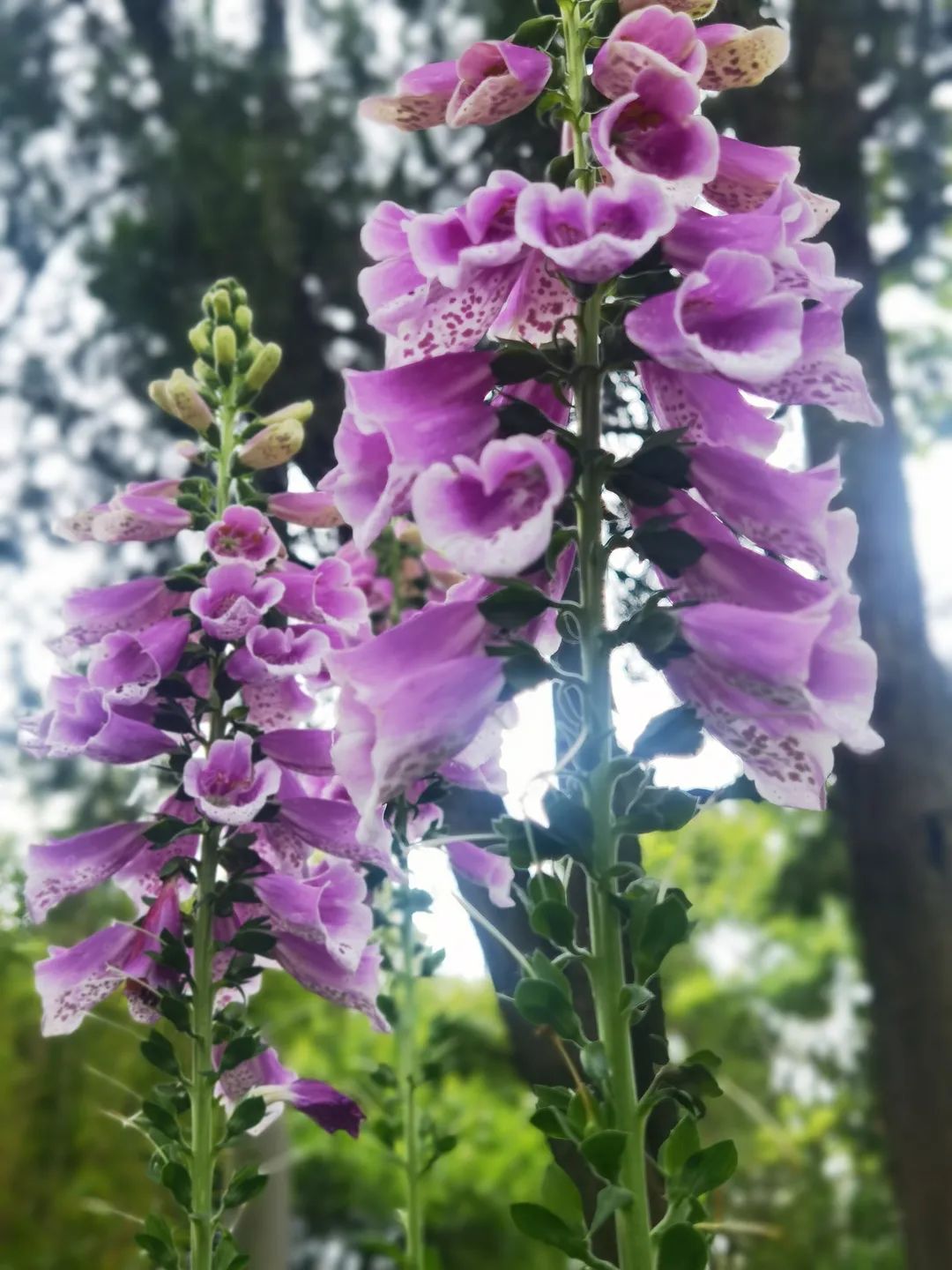 必去的花溪公园,假期余额不足游玩依旧火热