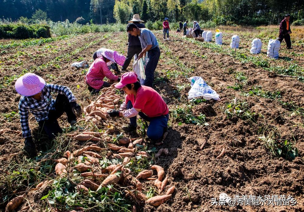 【2022年工作亮点展示】乡镇系列第一组：融水、永乐、和睦、四荣、香粉、怀宝、三防、汪洞、同练、滚贝