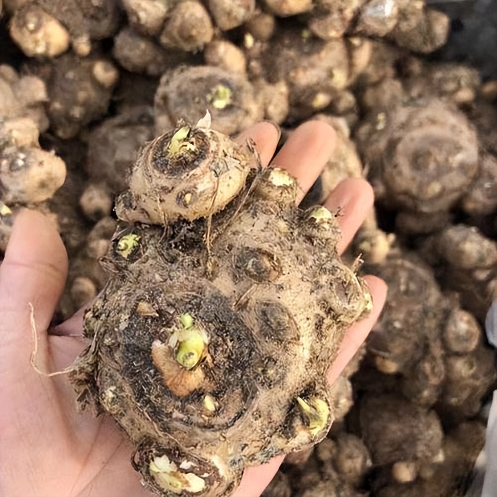 适合室内养的四季开花的球,室内盆栽花卉球兰