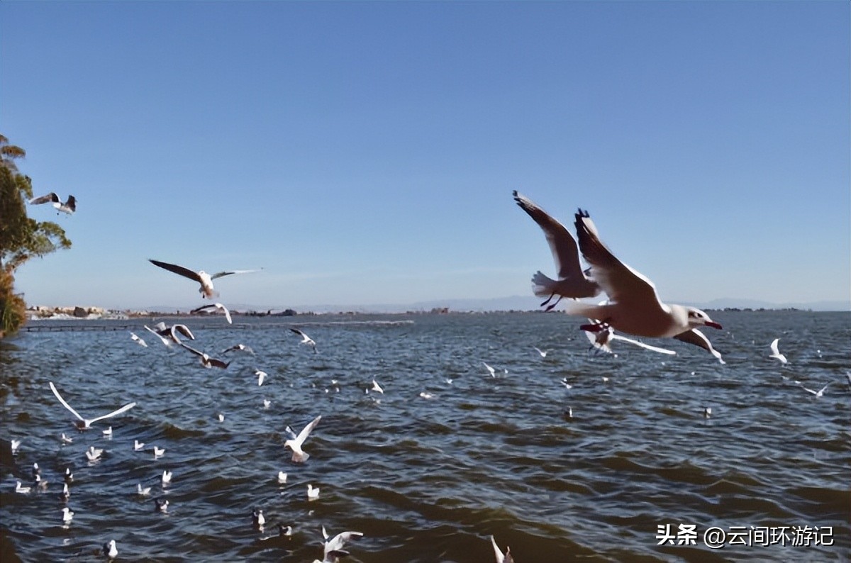 「一根风花雪月的鸡毛」（云南丨昆大丽香）