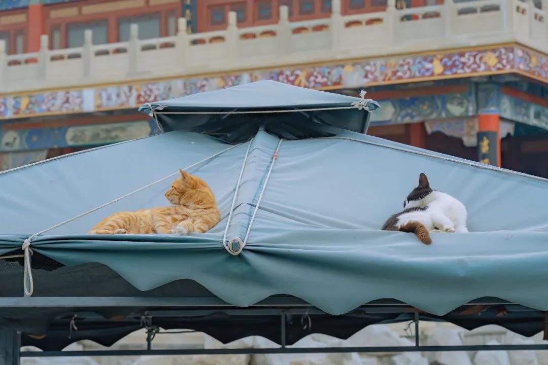 八仙过海各显神通鼠来宝,八仙过海狸猫