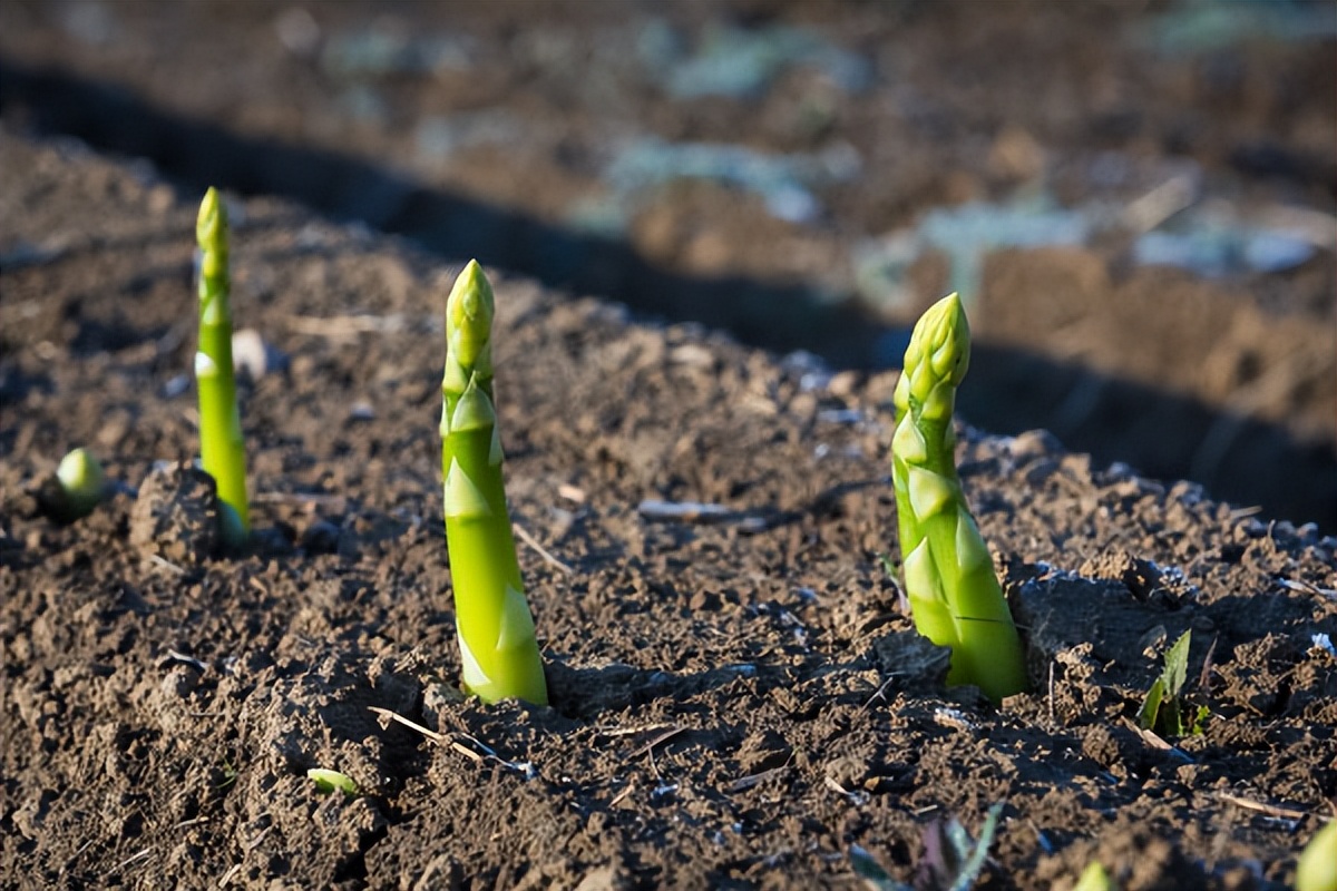 家庭菜园种植芦笋采摘视频,芦笋的家庭种植方法大全