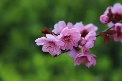 梁尔源：狼和羊（组诗）