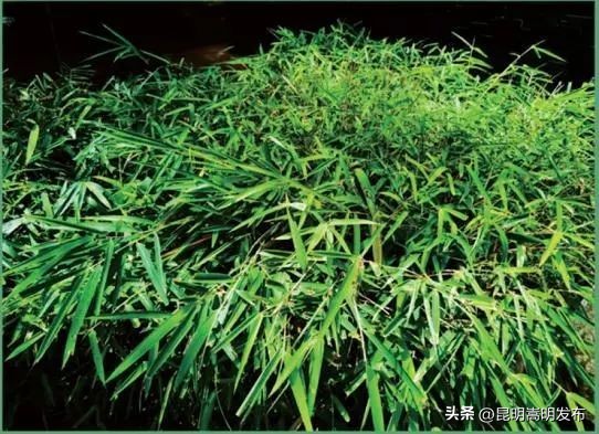 花博会云南,花博会来了