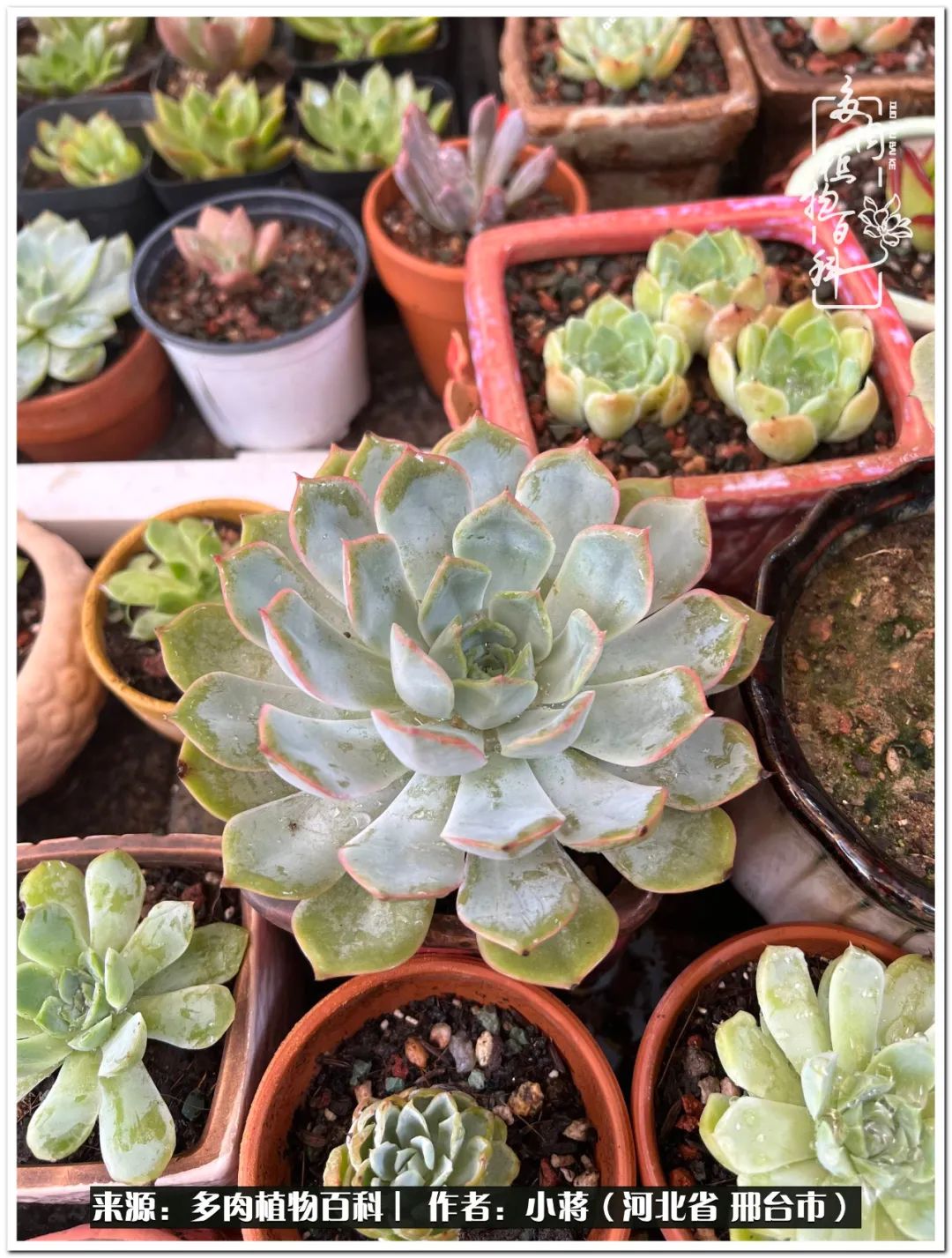 我与多肉植物之间的故事,我和多肉十二卷的故事100字