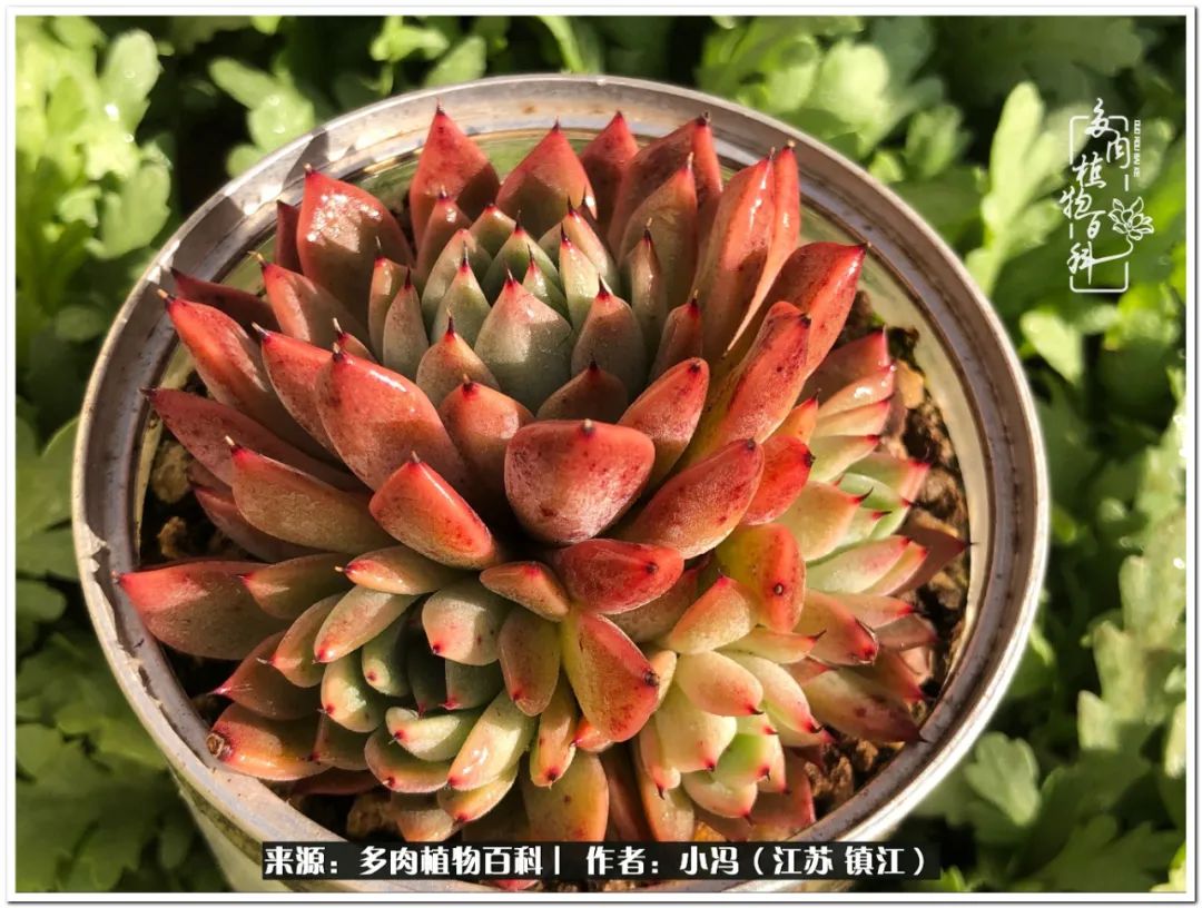 大棚养多肉为啥又肥又好看,10种公认最好养好看的多肉