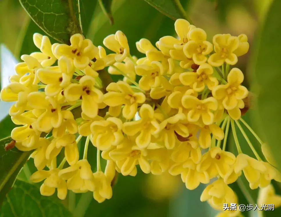 秋天里的桂花香,桂花是秋天的灵魂