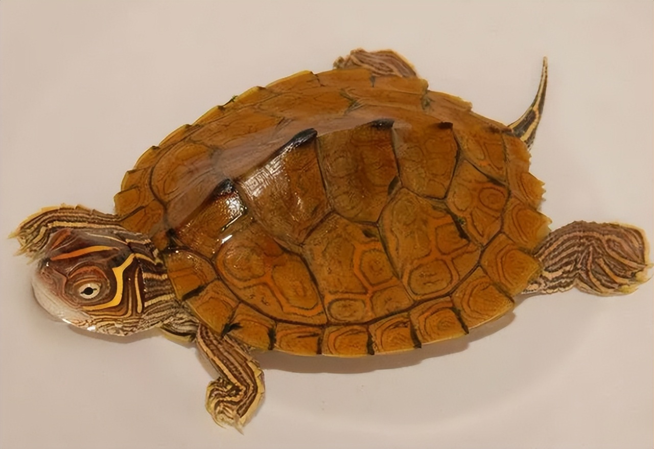 新手养什么龟最合适,花杂草龟适合新手养吗