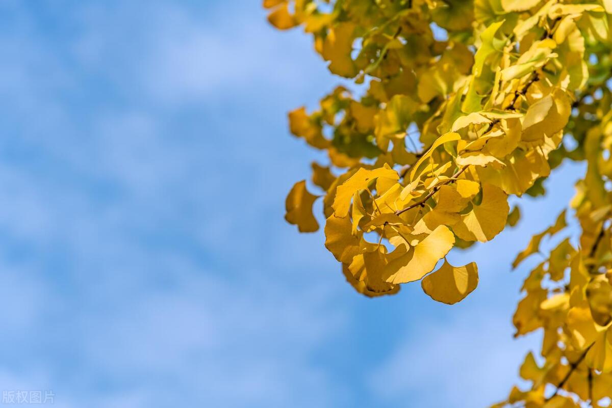 婆婆妈送金手镯,母亲节给未来婆婆买了个银手镯