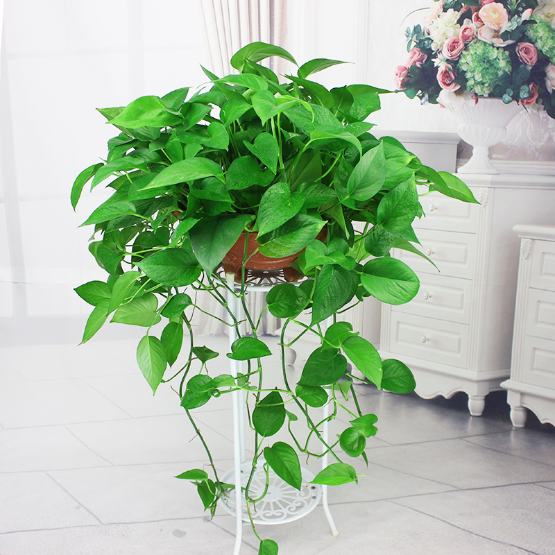 常见有毒花千万别碰,世上有毒的花和植物