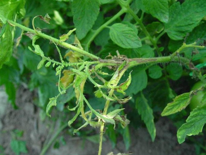 蔬菜根长肿瘤怎么防治,蔬菜靶斑病最新治疗方法