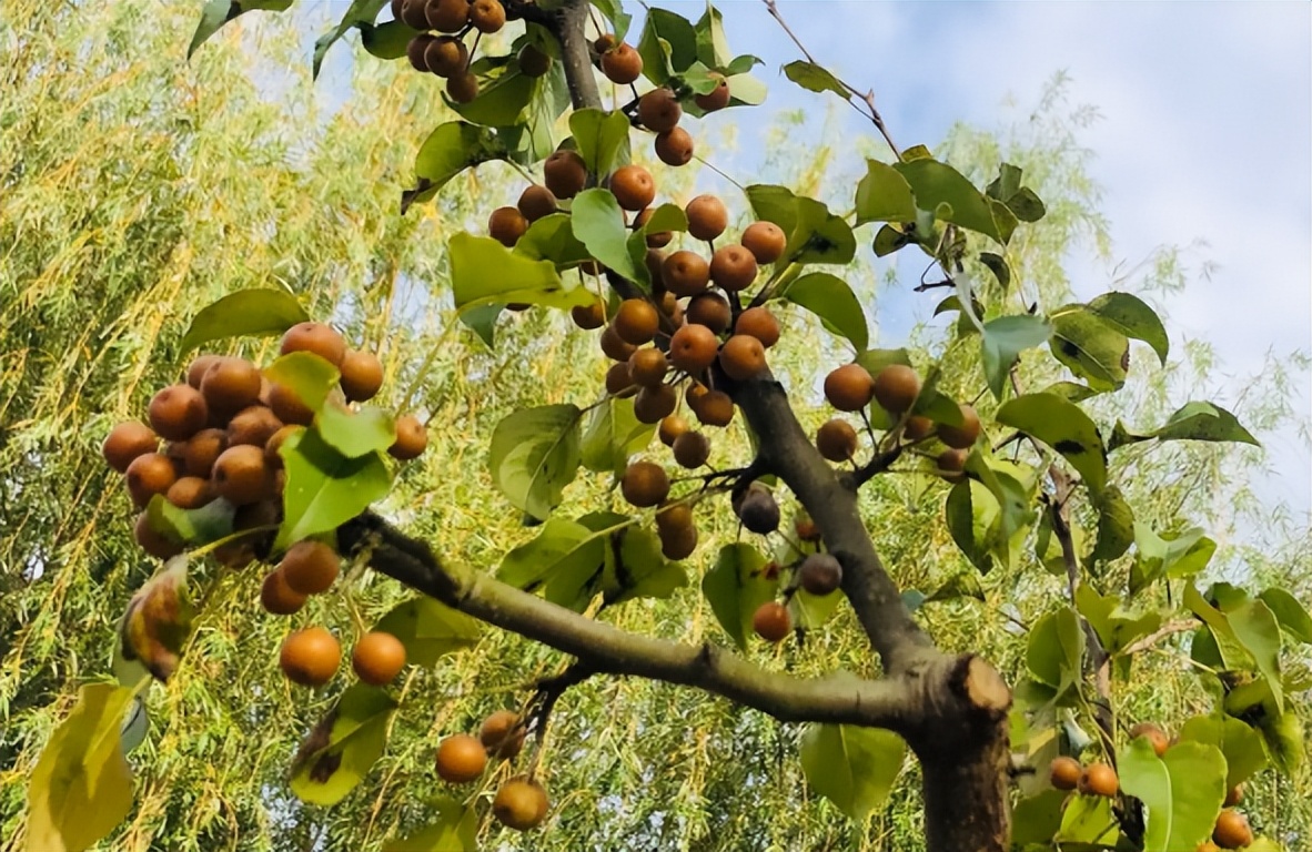 狗屎梨泡酒的正确方法,狗屎梨